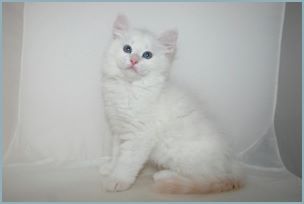 Male Siberian Kitten from Deedlebug Siberians